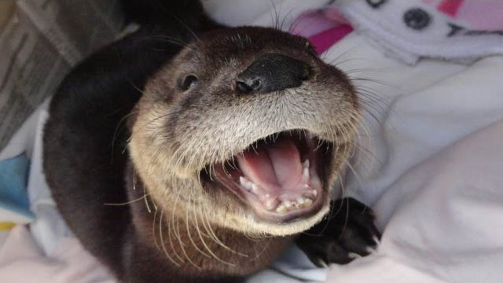 Watch This Lovable Otter Get Wild As Hell