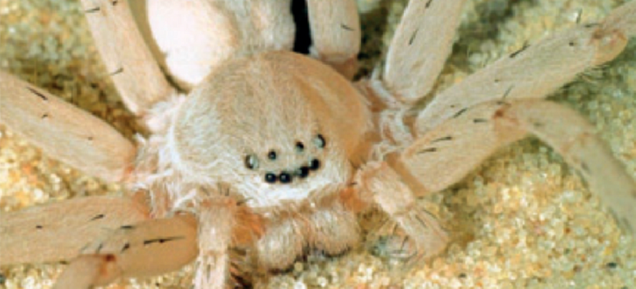 These 4 New Spider Species Just Want to Be Your Friends