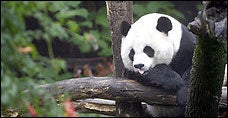 Illustration for article titled Possibly Pregnant Panda Persnickety About Procedure
