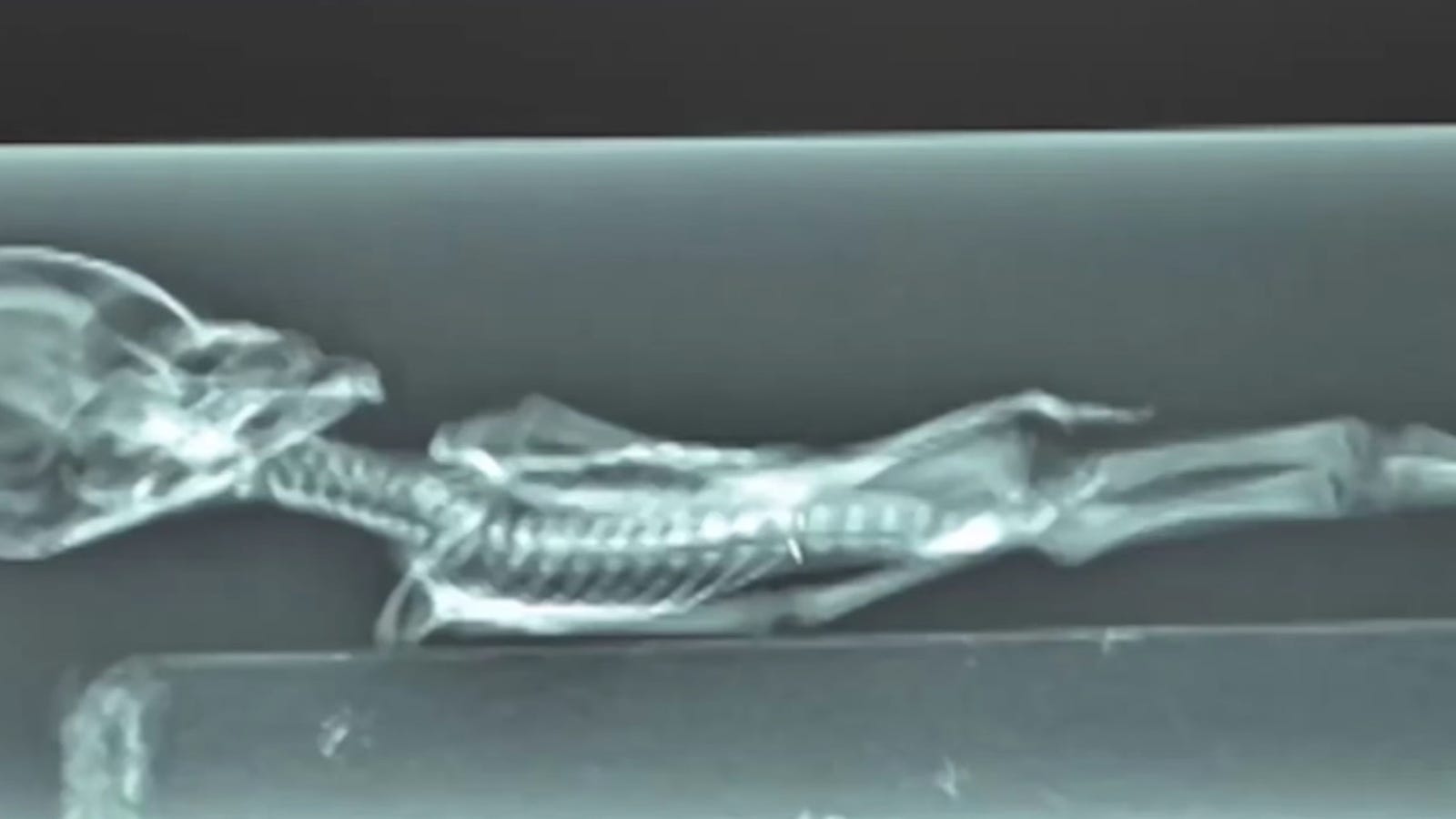 A New Documentary Promises to Prove We're Not Alone in the Universe