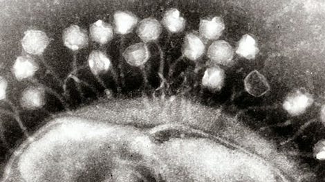 early virus sequences mysteriously have been