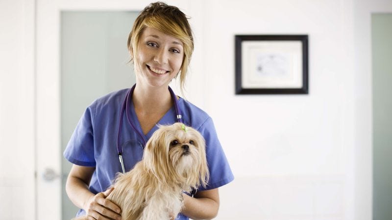 Illustration for article titled We Asked 22 Veterinarians Which ‘WTF’ Episode They Play For Dogs Right Before They Put Them Down