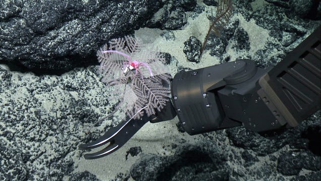 Surprising discoveries for the week of April 24: New ocean species, old candy, destroyed beer