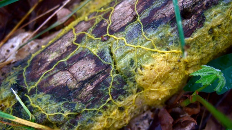Physarum polycephalum.