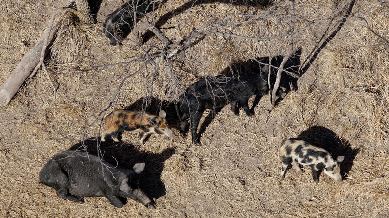 Illustration for article titled Trump Administration Authorizes 'Cyanide Bombs' to Kill Feral Hogs. Seriously.