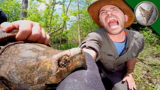Turtle Attacks and Nightmare Centipedes: This Wild YouTube Channel Is a Gem