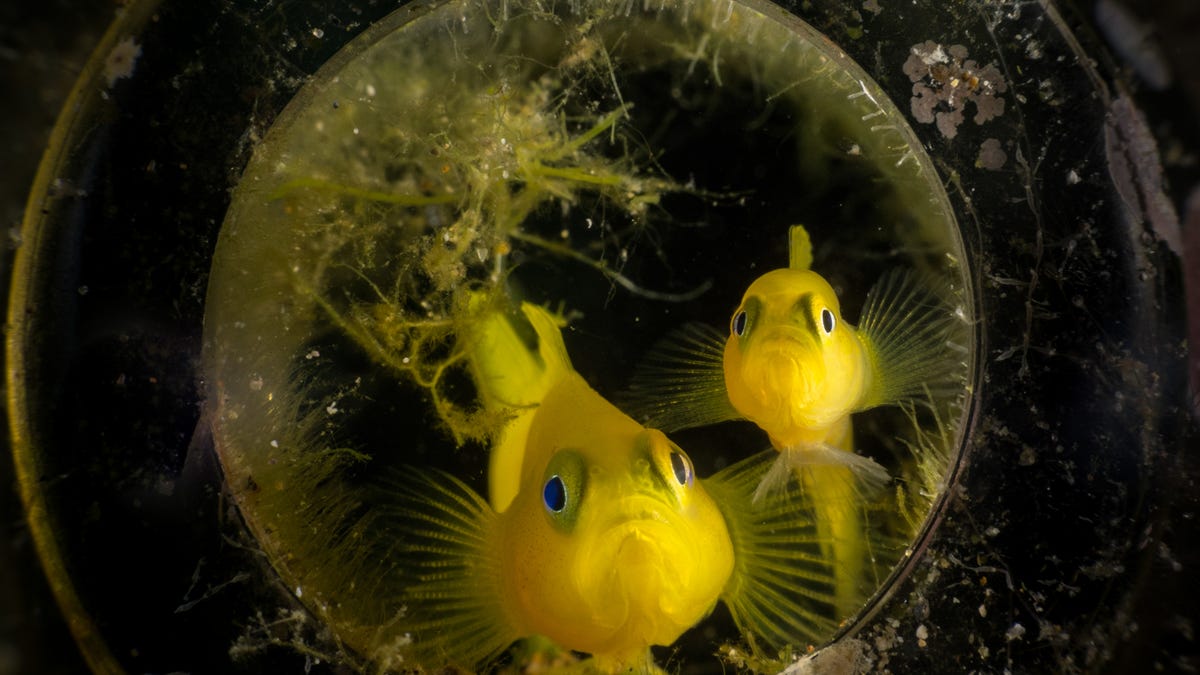 2018 S Award Winning Ocean Photos Will Transport You To
