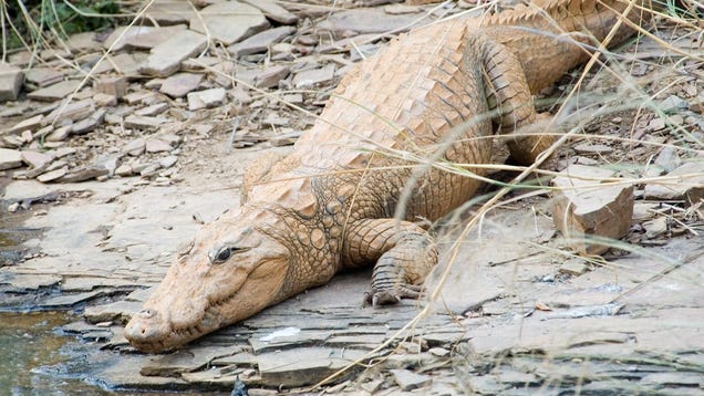 himalayan crocodile animal