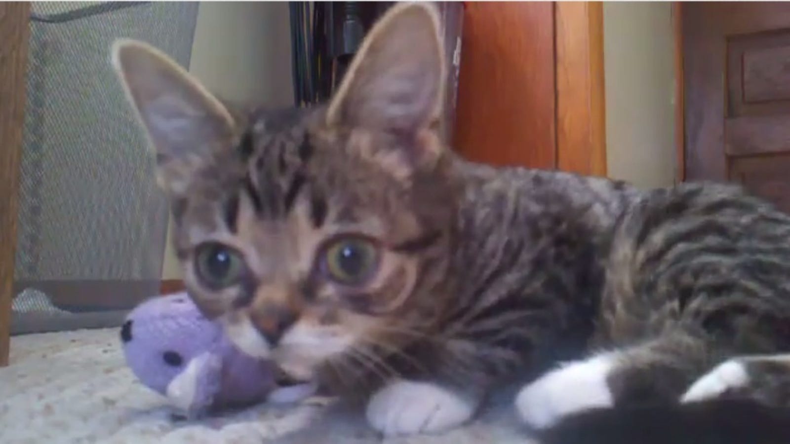 And Then Dwarf Cat Li'l Bub Happened And Everything Changed
