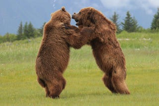Illustration for article titled Please Enjoy This Gallery Of Amazing Bear Photos