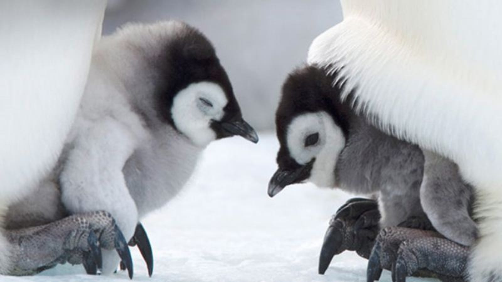 8 Baby Penguins That Are Pretty Cute But Don’t Stand A Chance Against