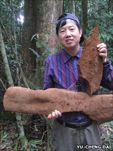 Illustration for article titled Tropical Chinese fungus weighs half a ton and covers an area of 30 feet