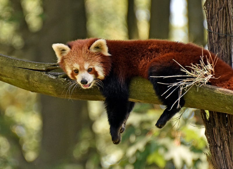 This red panda lives in Germany: AP