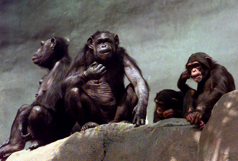 Hallan alzheimer en chimpancés