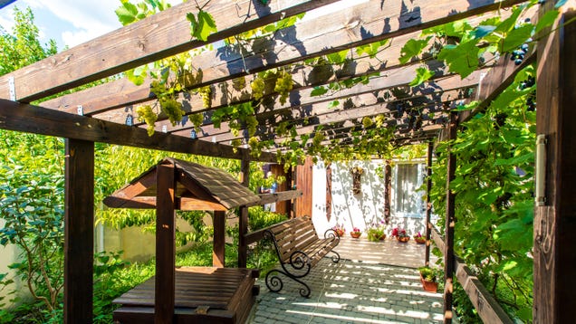 How to Grow Vines on Your Pergola