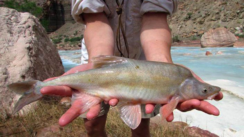 Illustration for article titled Grand Junction Humpback Chubs Game Postponed, Which Means The Grand Junction Humpback Chubs Will Play A Double-Header Today