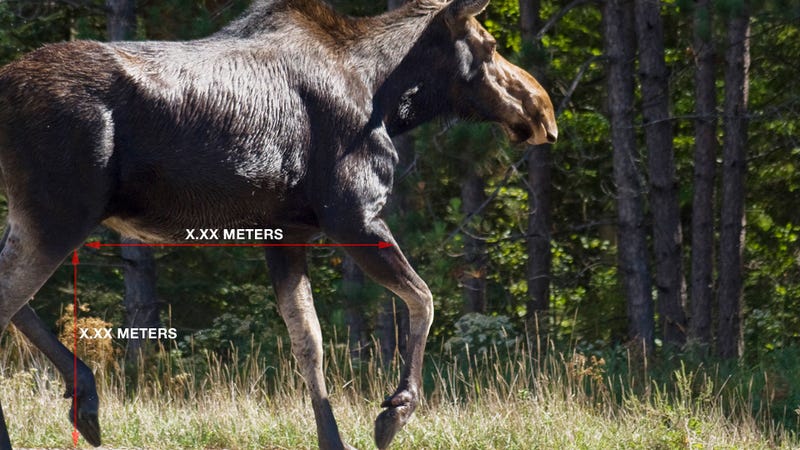 Illustration for article titled Can You Drive Under A Moose?