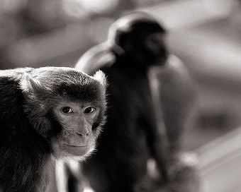 Illustration for article titled Why The Hell Are Scientists Actively Trying To Enrage Monkeys?