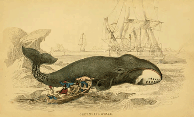 The Smithsonian's Whale GIF