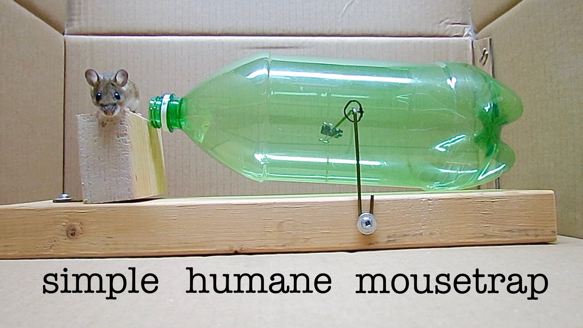 Make A No Kill Mouse Trap With A Soda Bottle
