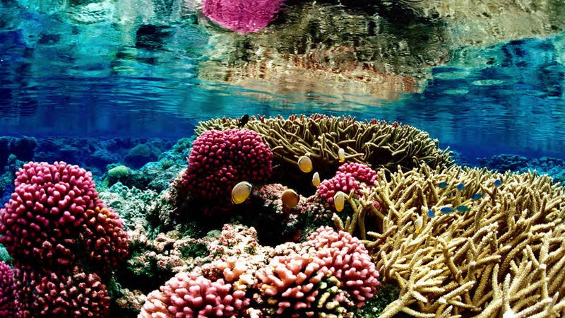 Image result for coral reef