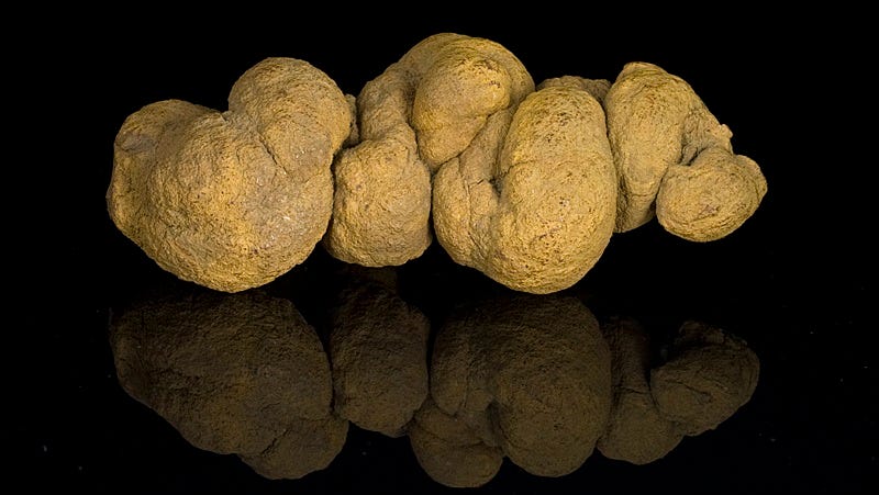Illustration for article titled William Buckland Was Science's King of Poop