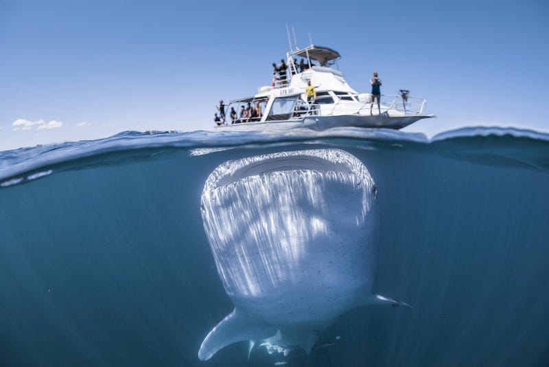 Illustration for article titled Esta escalofriante imagen de un gigantesco tiburón ballena nadando bajo un bote es en realidad una ilusión óptica