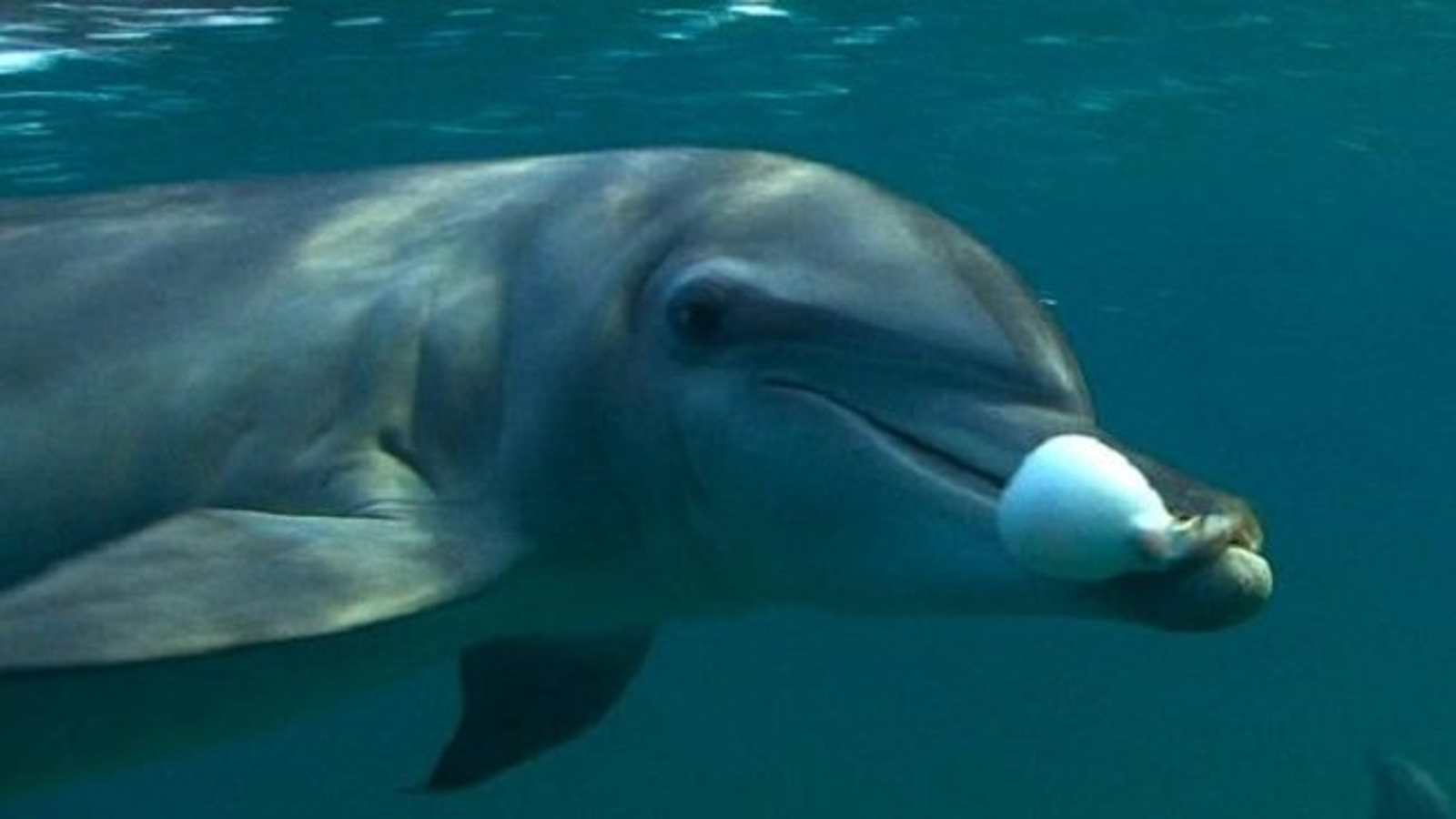 show me a picture of a dolphin fish