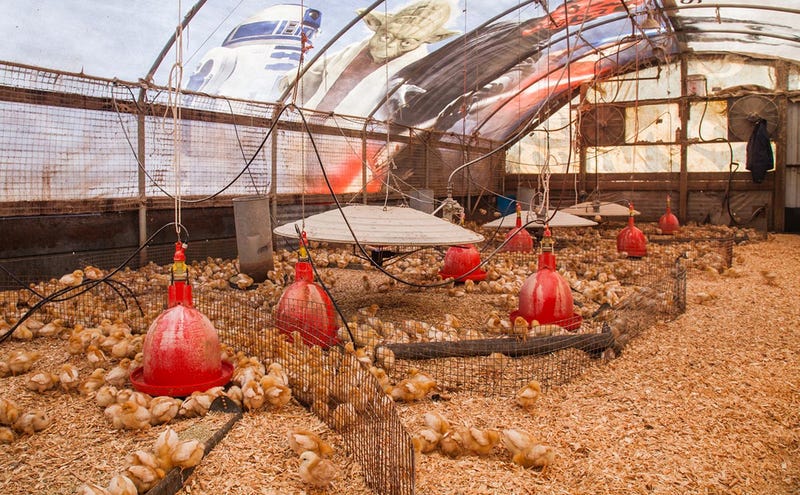 Farmer Turns an Old Star Wars Billboard Into Greatest Chicken Coop Ever
