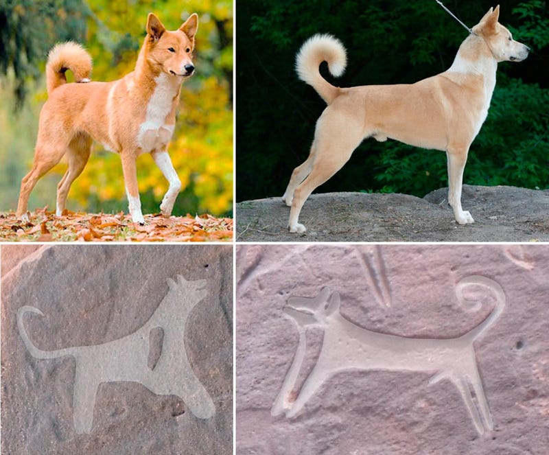 Ancient Cave Art Depicts Oldest Evidence Of Dogs Wearing Leashes   Wdqqqf9hm6ffpturbg1s 