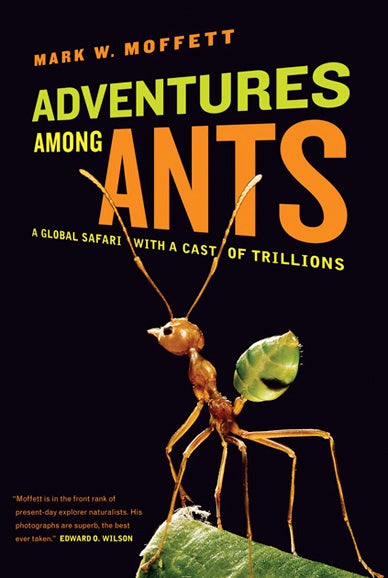 Illustration for article titled Why size doesn’t matter: Ants and world domination