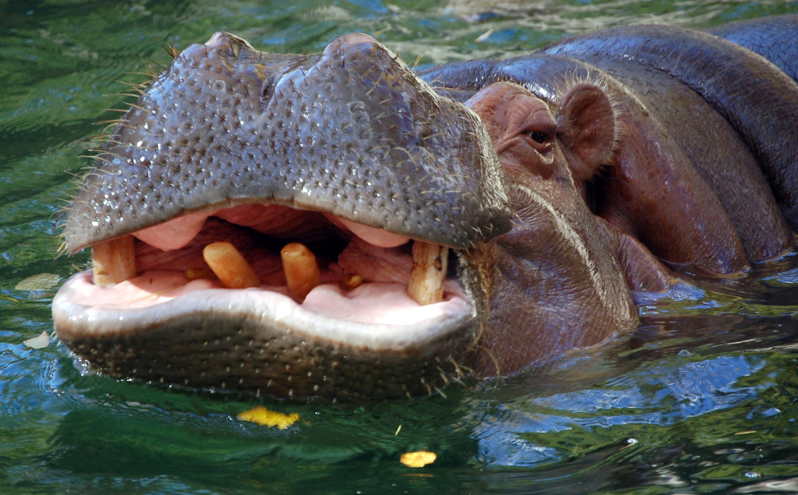 cuddly hippos