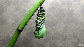 Video: The metamorphosis of a caterpillar into a monarch butterfly