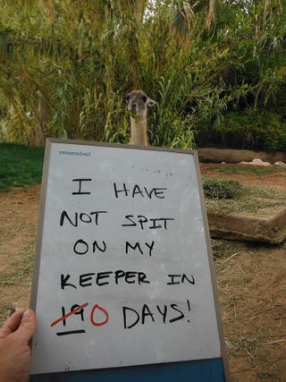 Illustration for article titled Amalia the Expectorating Guanaco Regrets Nothing