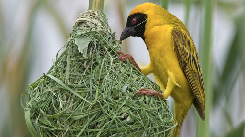 Birds can learn to build a better nest