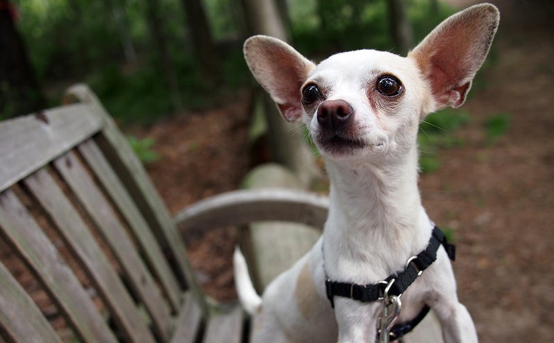 Foto: bullcitydogs / Flickr, bajo licencia Creative Commons