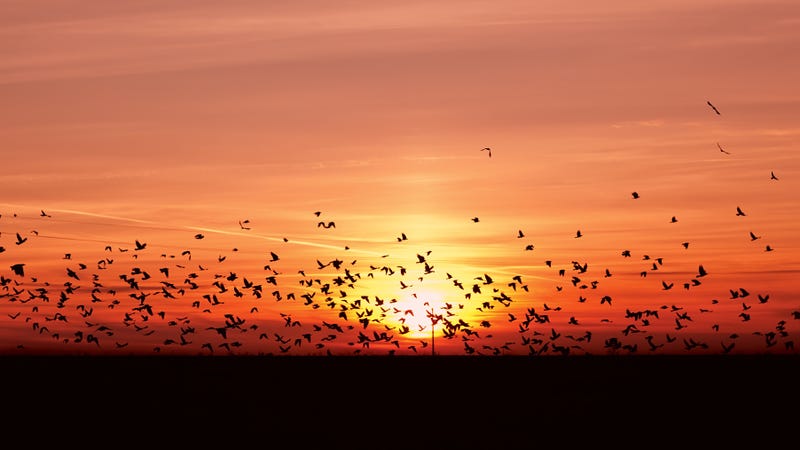 Illustration for article titled Mira cómo migran 118 especies de aves en esta animación del continente americano