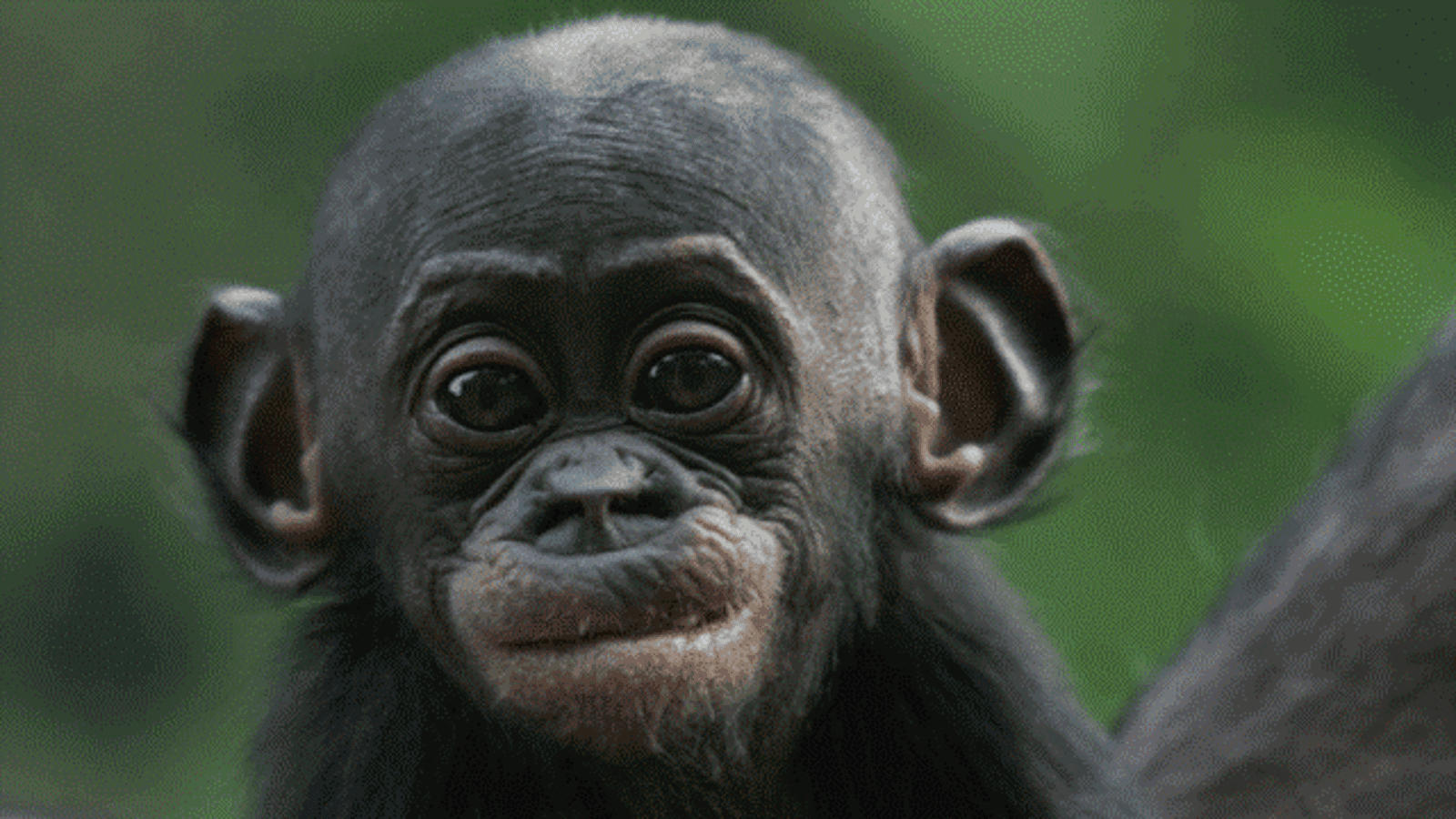 chimps and bonobos