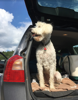 unrelated picture of happy dog in volvo