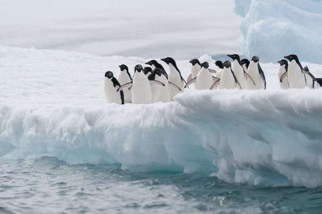 photo of An Iceberg Collision Is Responsible For The Near Destruction Of A Penguin Colony image