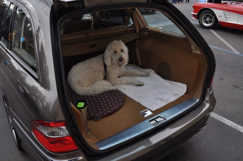 Illustration for article titled Cars and Coffee Preview Dump. With Dogs.