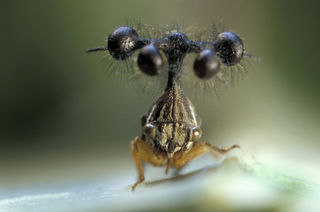 Illustration for article titled Este insecto brasileño es probablemente el bicho más raro del mundo