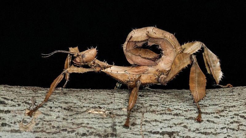 Illustration for article titled This Insect Protects Its Eggs By Making Them Delicious