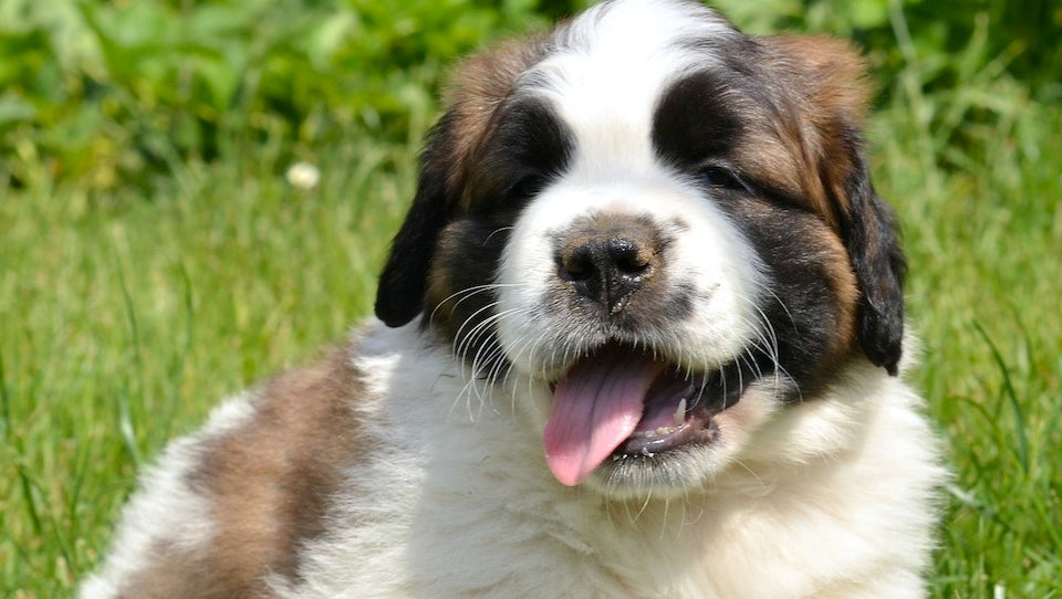 Help Us Name This Nice Lady's Purebred Saint Bernard Puppy (UPDATE)