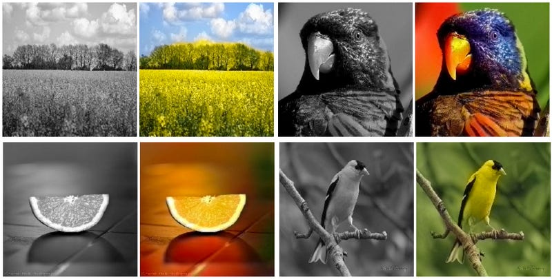 This Software Creates Vivid Color Pictures From Black and 