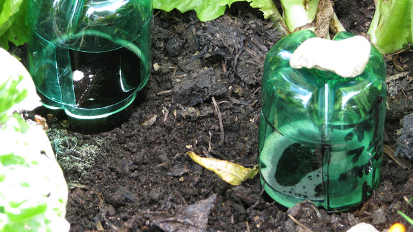 Make a Slug Trap Out of a Used Plastic Bottle