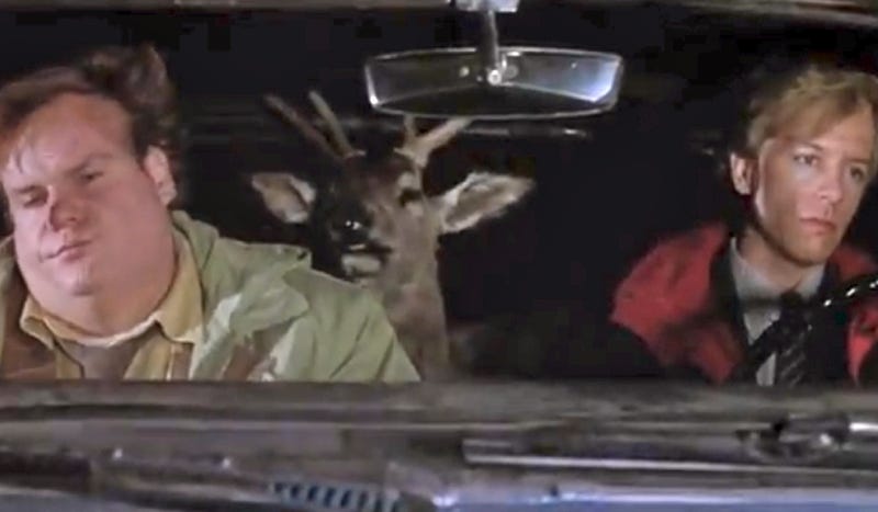 Illustration for article titled Roadkilled Deer Comes Back From The Dead To Terrify A Policeman