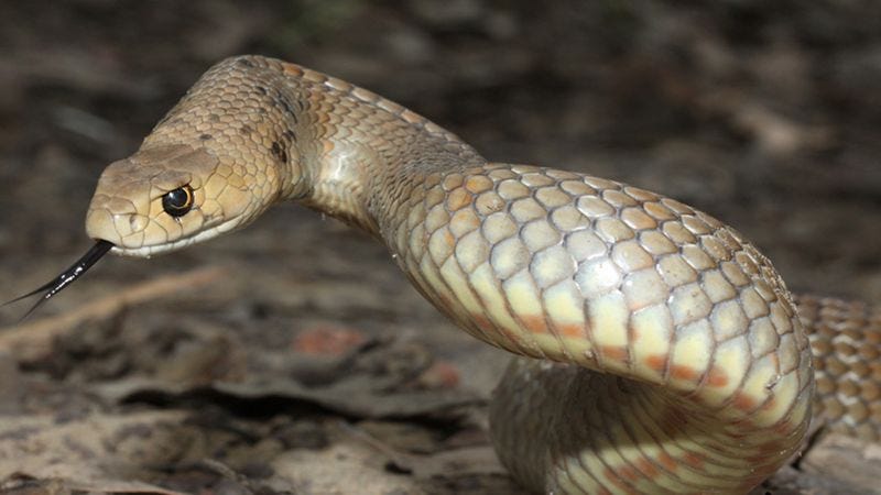 Illustration for article titled 7 Of The World’s Deadliest Snakes Who Would Be No Match For My Lawn Mower