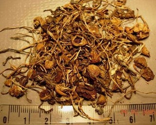 Illustration for article titled Shrooms Change Your Life for the Better