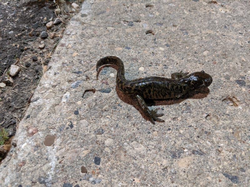 Illustration for article titled I found this three legged salamander on the way home from work